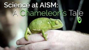 Science at AISM - A Chameleon's Tale 🦎