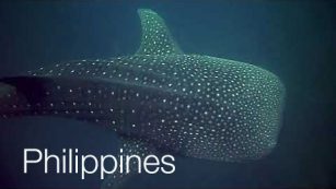 Dive Video: Southern Leyte Islands, Philippines