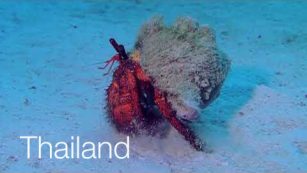 Dive Video: Racha Noi, Racha Yai Phuket, Thailand