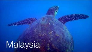 Dive Video: Perhentian Islands, Malaysia