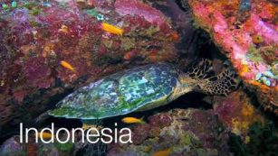 Dive Video: Pulau Weh, Indonesia