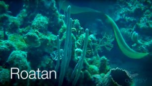 Dive Video: SeaQuest Roatan, Honduras