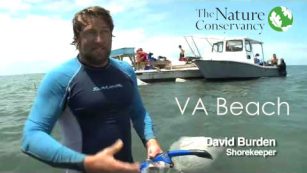 The Nature Conservancy - VA Seagrass Restoration