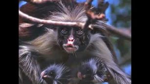 What is a Red Colobus (English version)